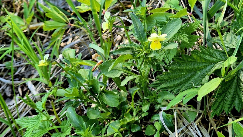Viola tricolor subsp. matutina photo 7