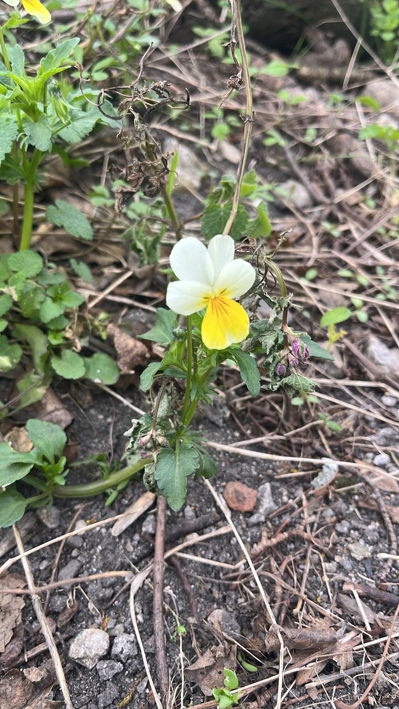 Viola tricolor subsp. subalpina photo 7