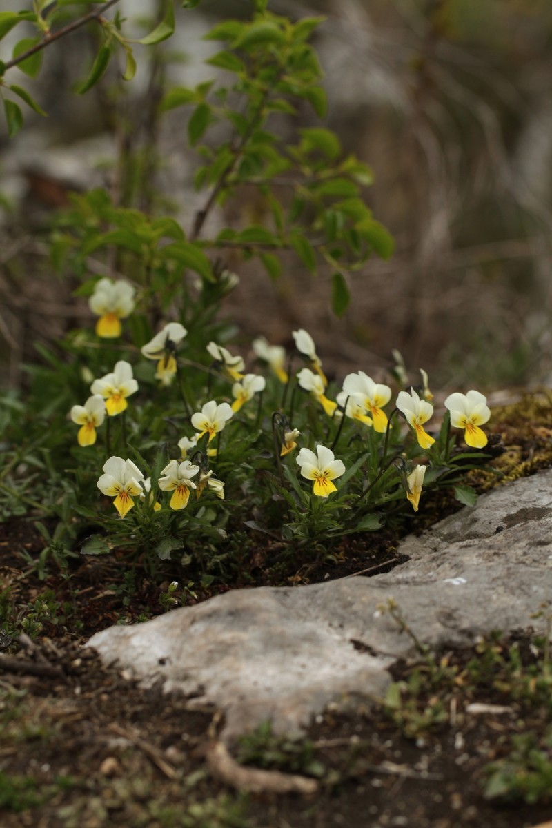 Viola tricolor subsp. subalpina photo 8