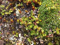 Viola tridentata