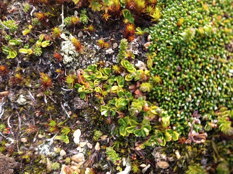 Viola tridentata