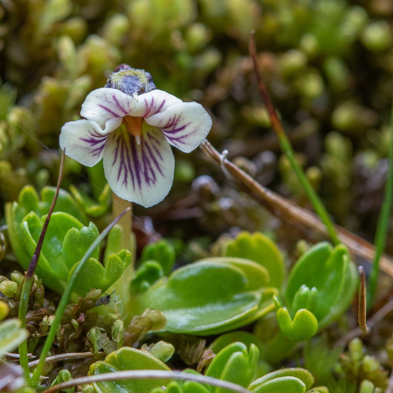 Viola tridentata photo 2