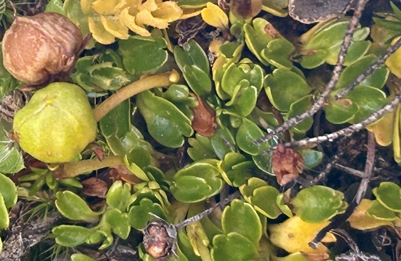 Viola tridentata photo 3