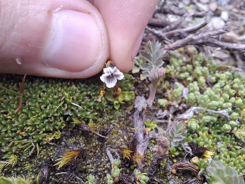 Viola tridentata photo 4