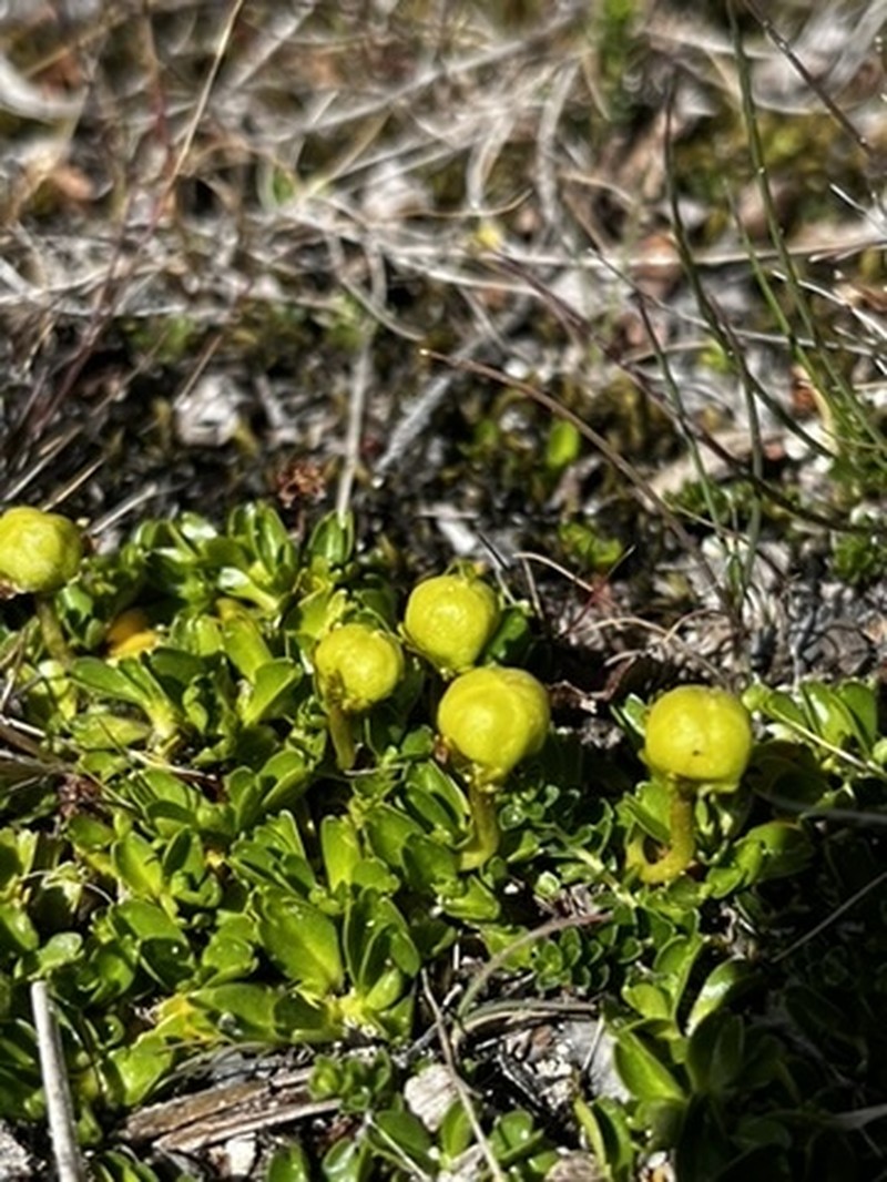 Viola tridentata photo 5