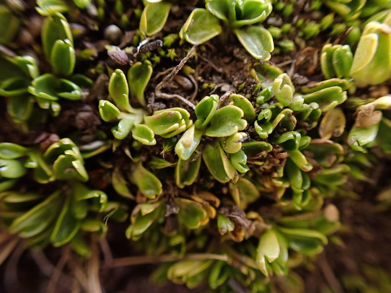 Viola tridentata photo 6
