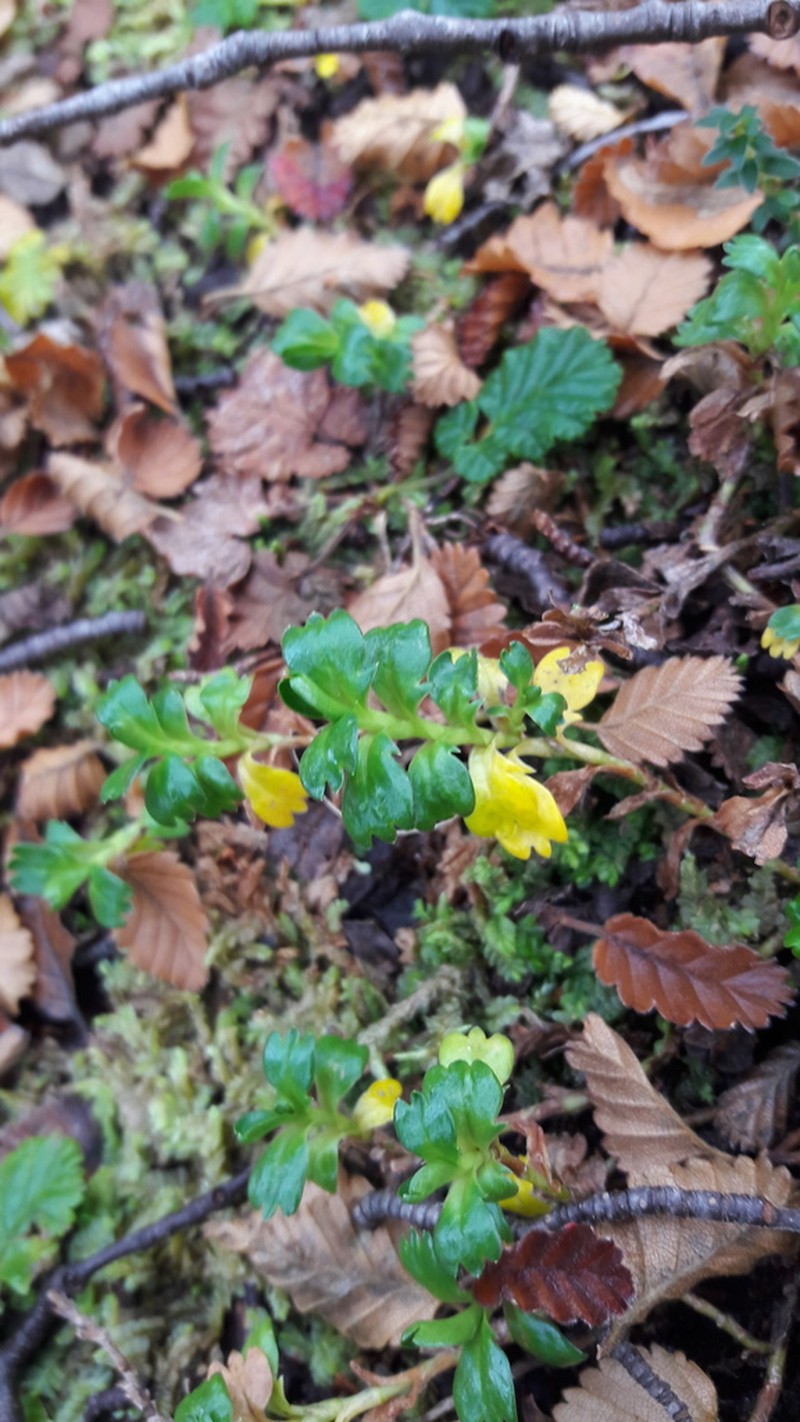 Viola tridentata photo 7