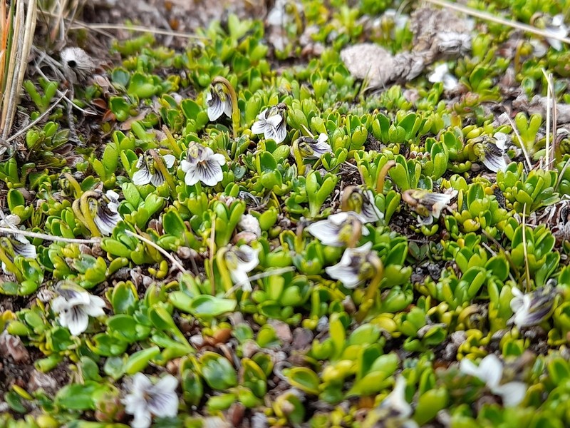 Viola tridentata photo 8