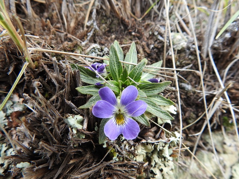 Viola triflabellata