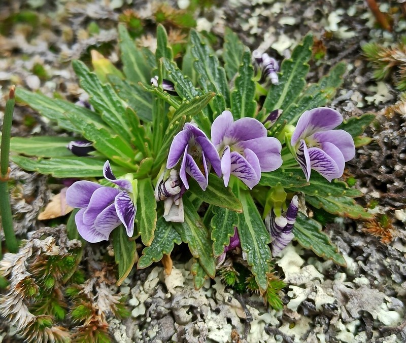 Viola triflabellata photo 2