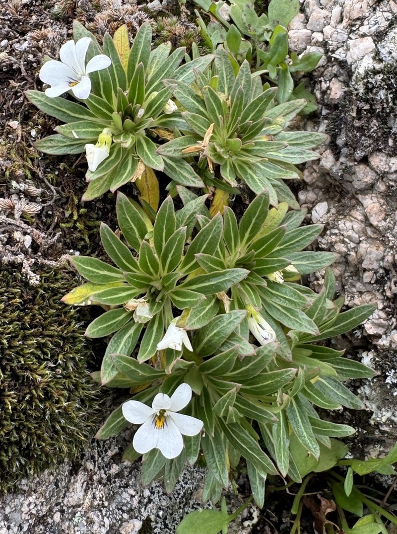 Viola triflabellata photo 3