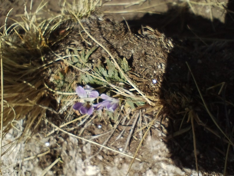 Viola triflabellata photo 4