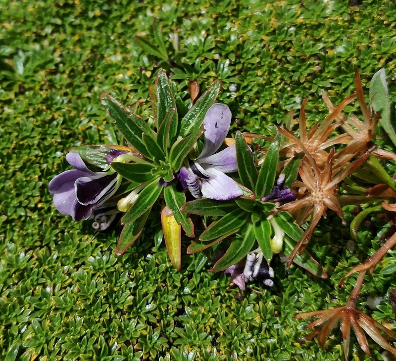 Viola triflabellata photo 5