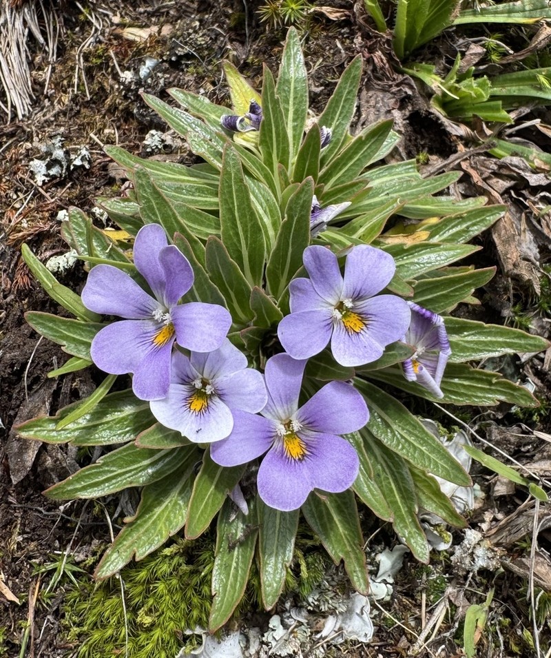 Viola triflabellata photo 6
