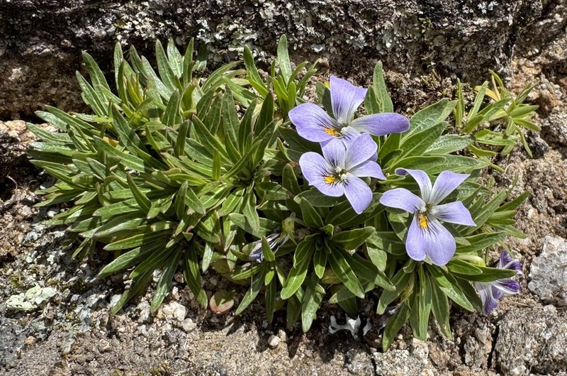 Viola triflabellata photo 7