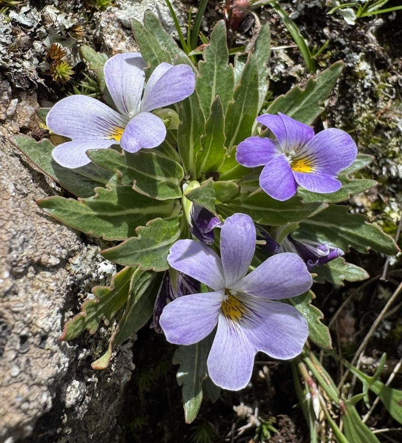Viola triflabellata photo 8