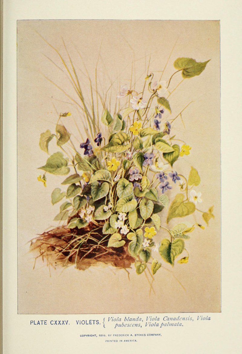 Three-Lobe Violet