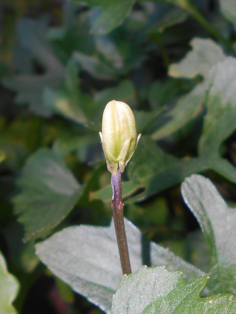 Three-Lobe Violet photo 7