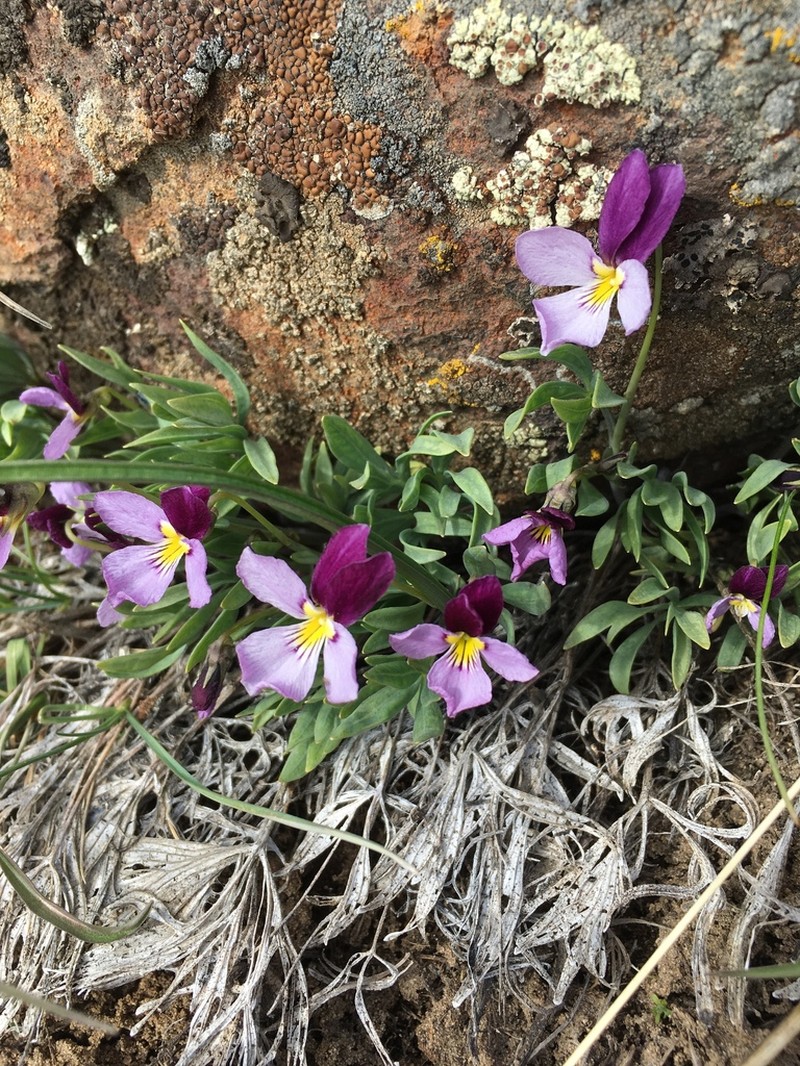 Rainier Violet photo 5