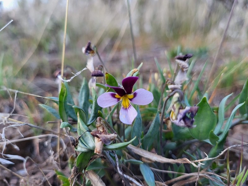 Rainier Violet photo 6