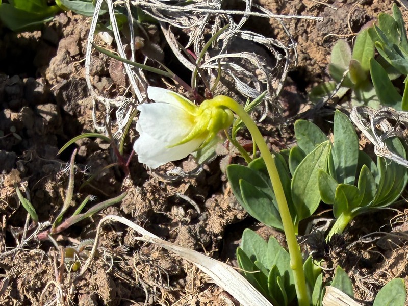 Rainier Violet photo 7