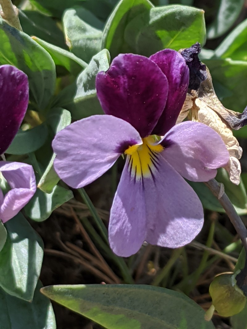 Rainier Violet photo 4