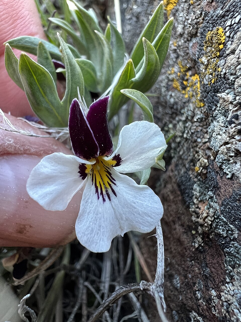 Rainier Violet photo 5