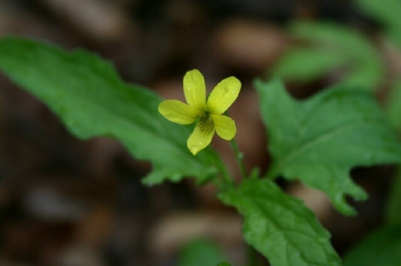 Threepart Violet photo 3