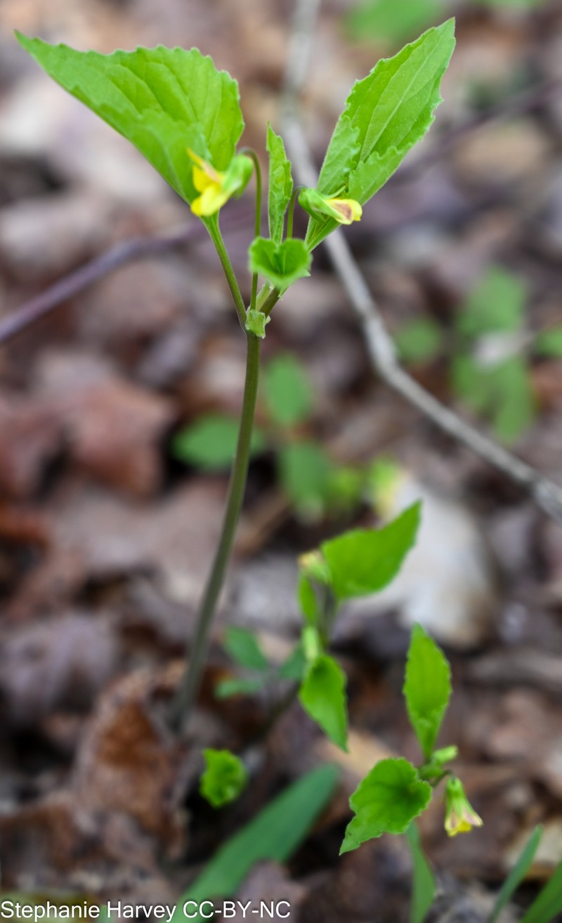 Threepart Violet photo 4