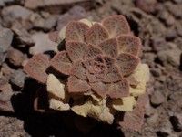 Viola trochlearis
