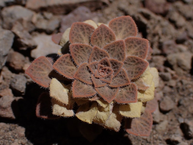 Viola trochlearis