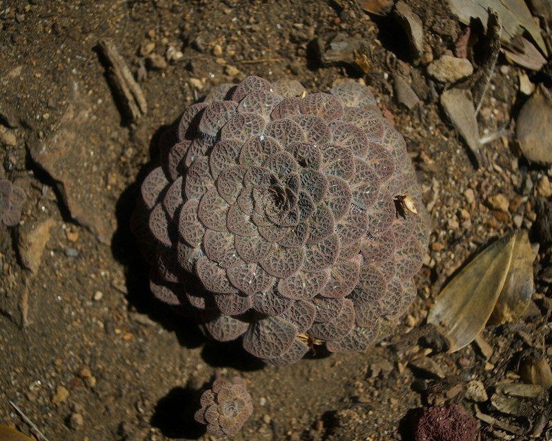 Viola trochlearis photo 2