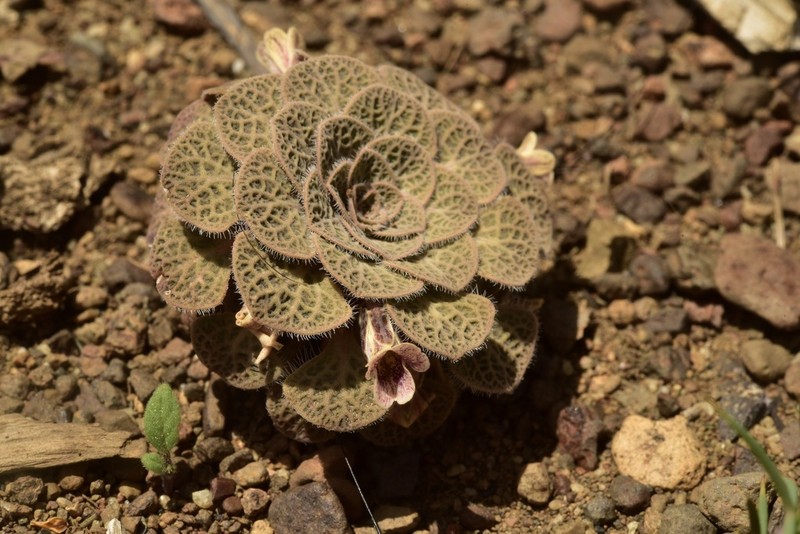Viola trochlearis photo 4