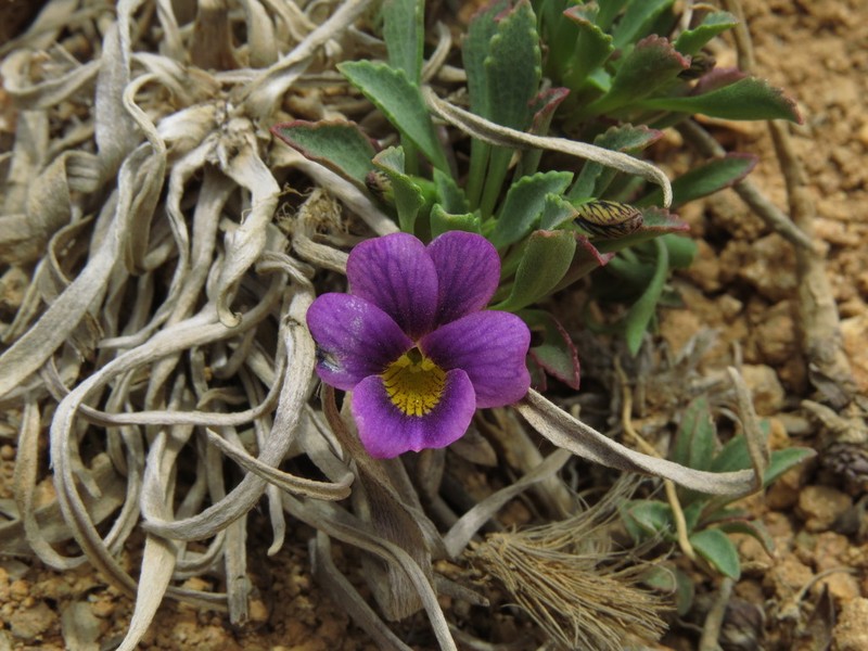 Viola truncata photo 2