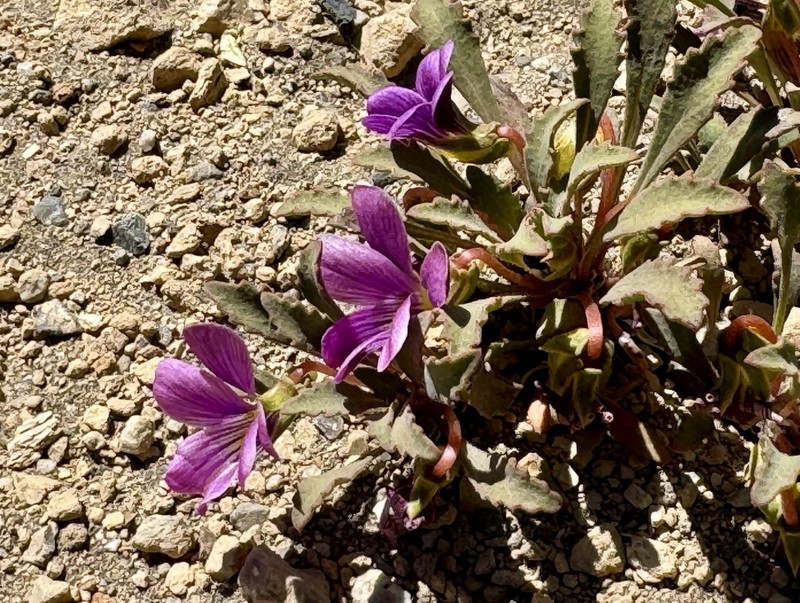 Viola truncata photo 3