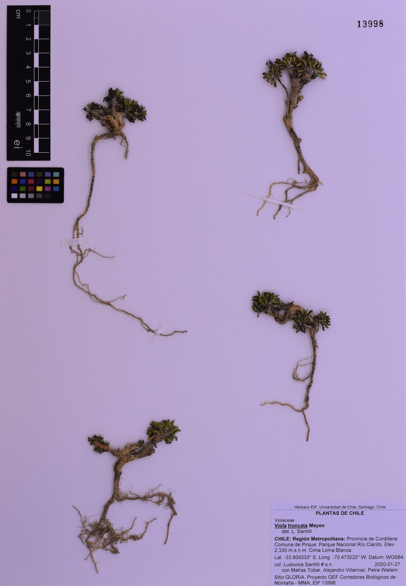 Viola truncata photo 5