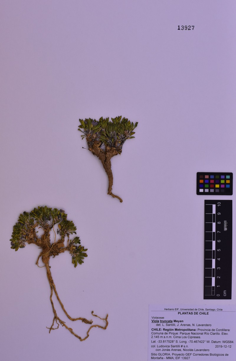 Viola truncata photo 6
