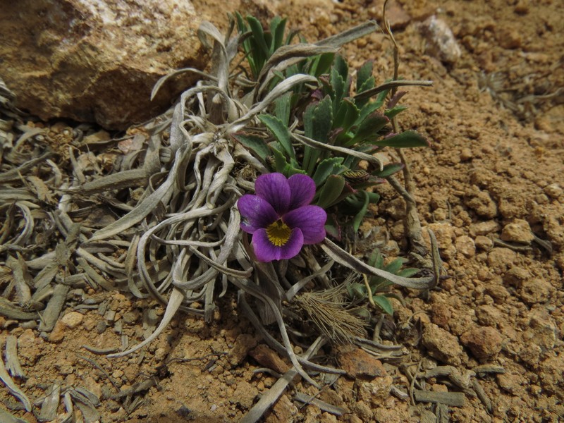 Viola truncata