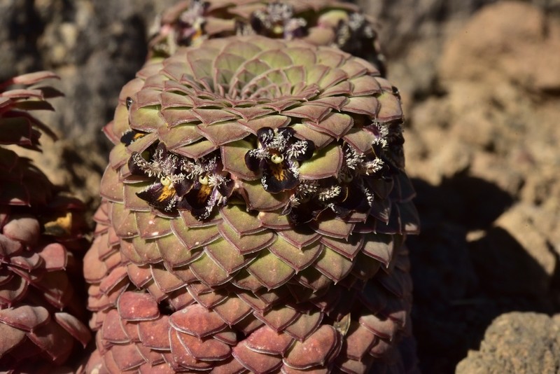 Viola turritella