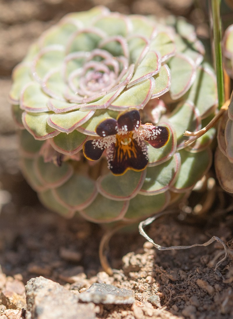 Viola turritella photo 2