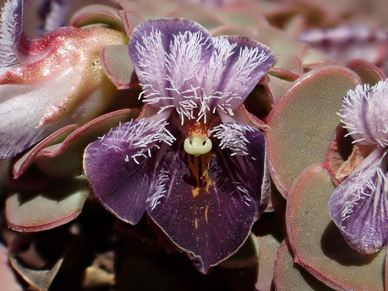 Viola turritella photo 7