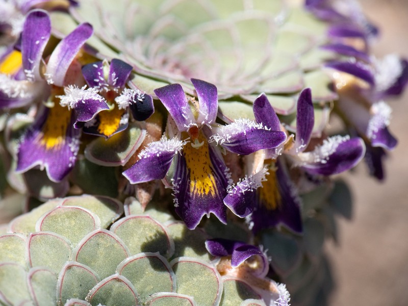 Viola turritella photo 8