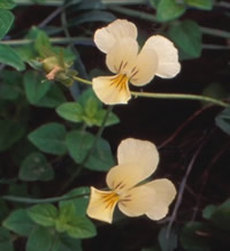 Viola ucriana