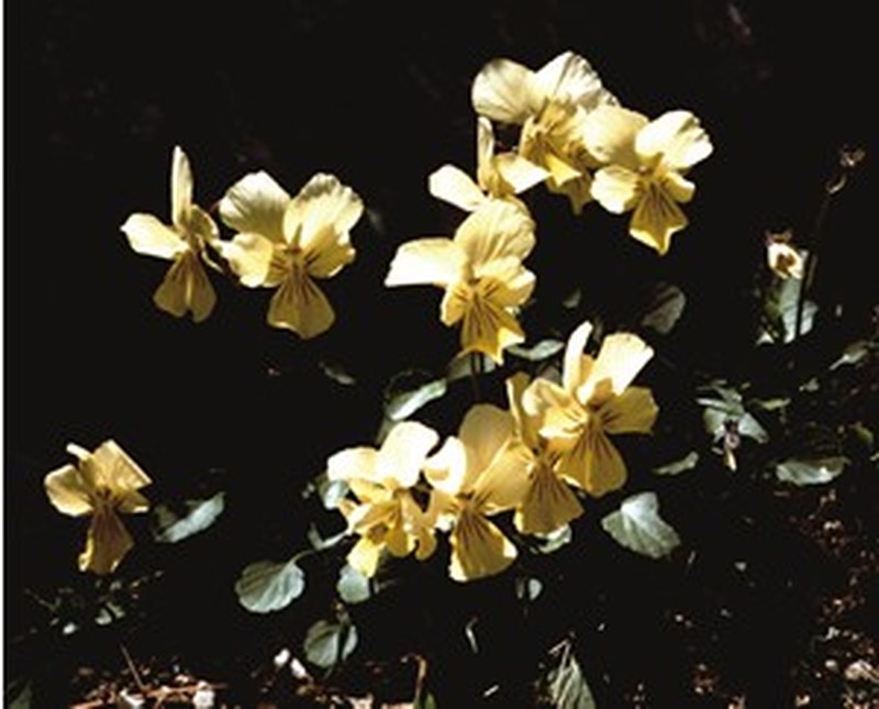 Viola ucriana photo 2