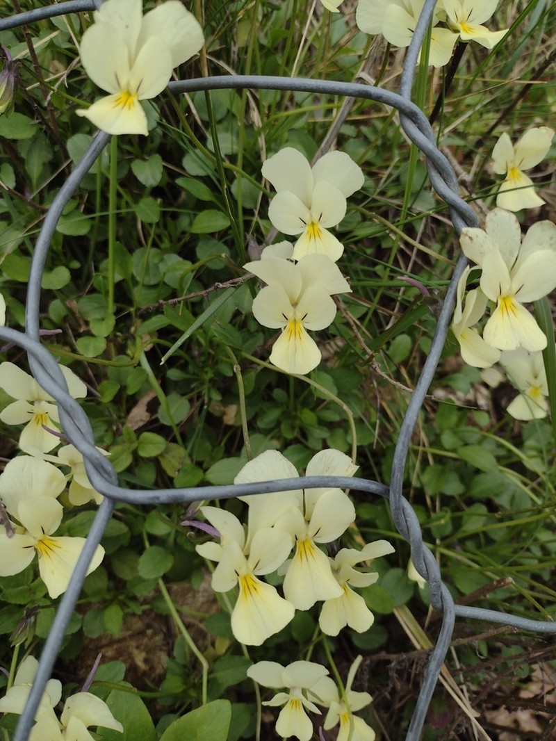 Viola ucriana photo 3