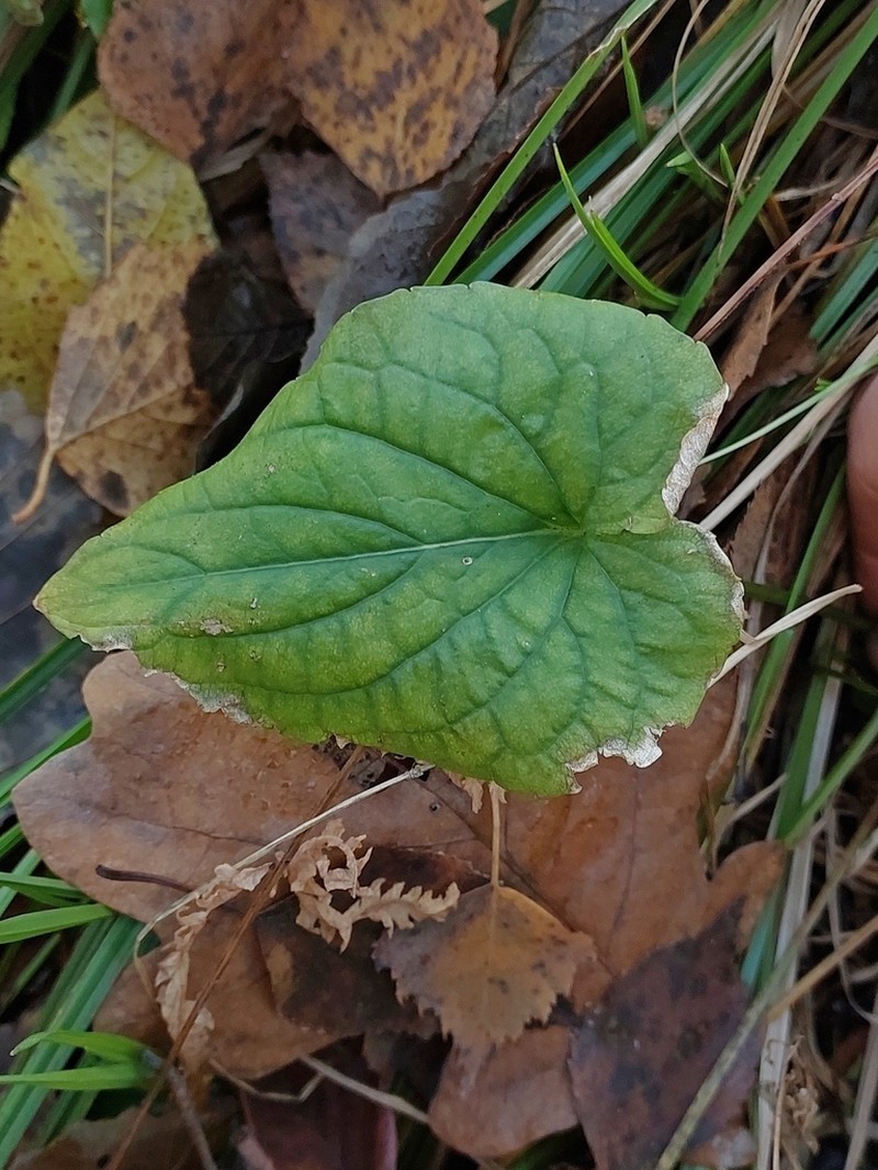 Viola uliginosa photo 2
