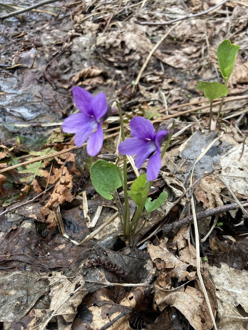 Viola uliginosa photo 3