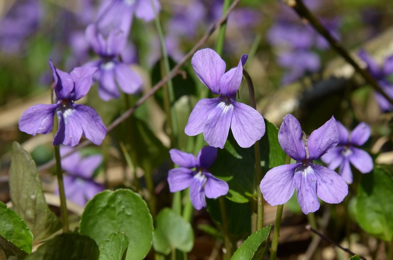 Viola uliginosa photo 4
