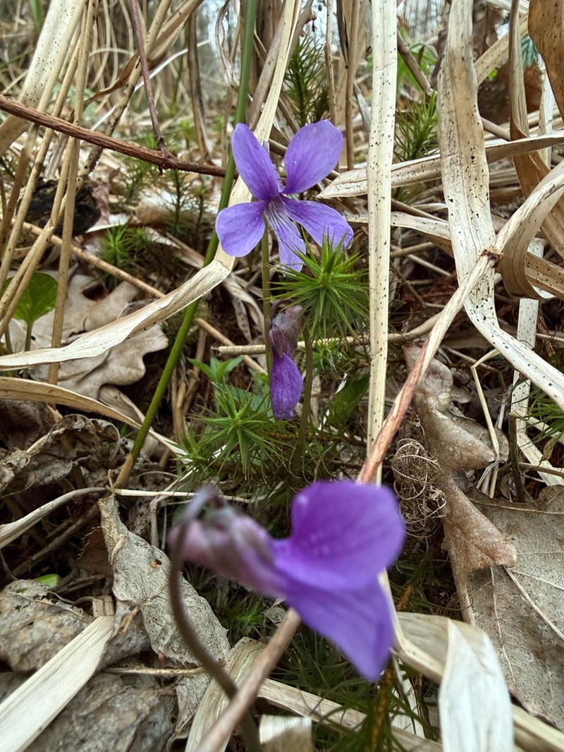 Viola uliginosa photo 5