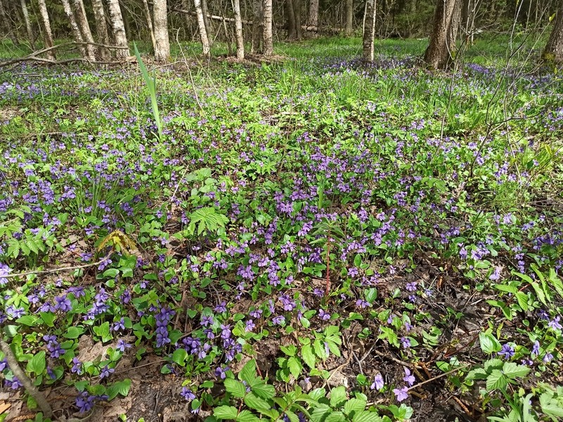 Viola uliginosa photo 6